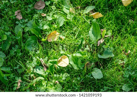 fresh green summer spring foliage textured background with blur grass