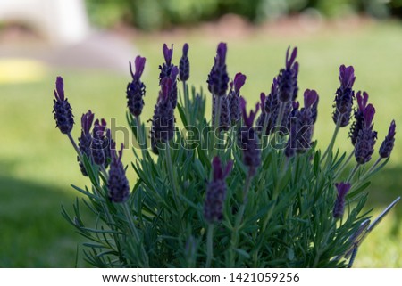 Lavender glower in warm sunlight
