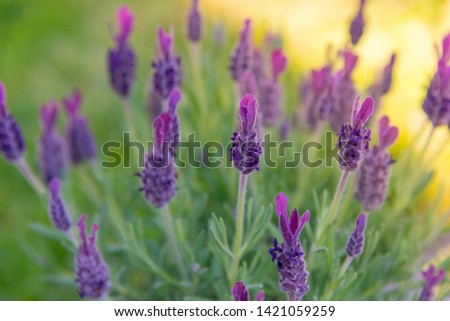 Lavender glower in warm sunlight