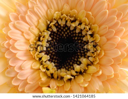 Macro photo of Daisy. Close-up flower.



