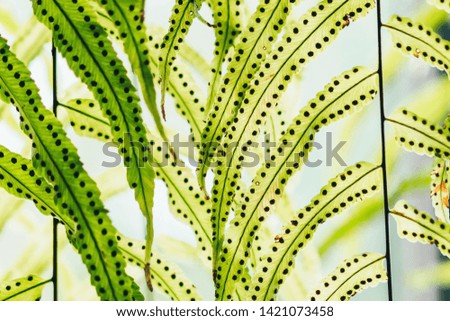Beautiful Artificial leaves hanging in front of glass window to decorate the coffee shop. Natural Background.