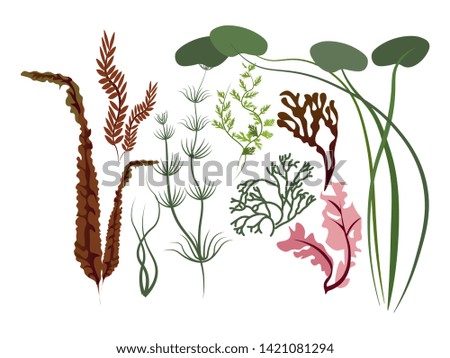 Algae Leaves Set of various plants. In minimalist style. Cartoon flat vector illustration