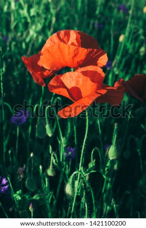 Closeup of beautiful red poppies (Papaver rhoeas) in the sunset light on natural green grass background. Floral background. Summer concept. 