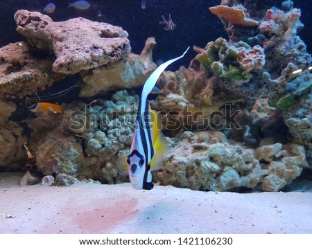 Heniochus acuminatus also known as the longfin bannerfish or faksem moorish idol.
