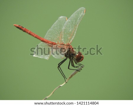 dragonfly flies of different colors in nature

