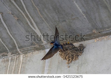 Young swallow in the bird's nest.