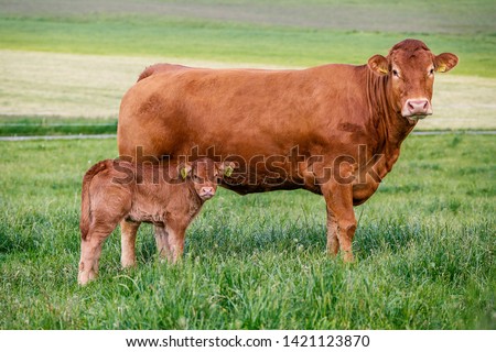 Limousin cattle breed. Cow with cattle in the pasture Royalty-Free Stock Photo #1421123870