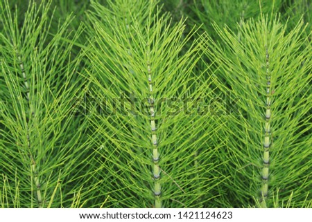 field of horsetails in the forest Royalty-Free Stock Photo #1421124623