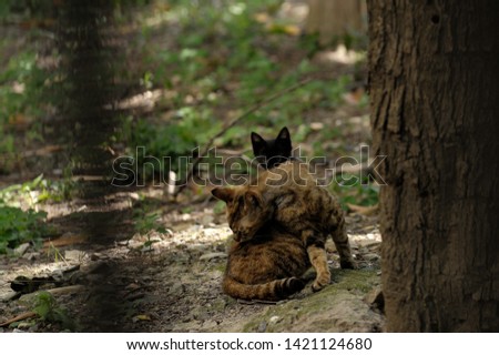 The cat mother and its baby living in the park ,they are abandoned.