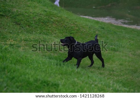 black Labrador walks on a green grass