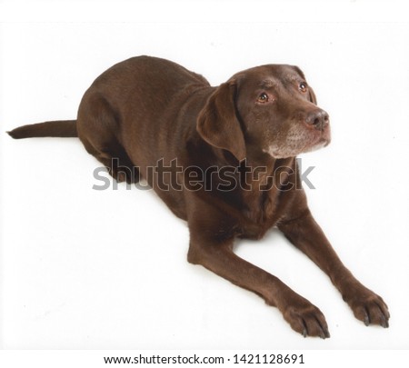 Chocolate Labrador Bitch Studio Pic