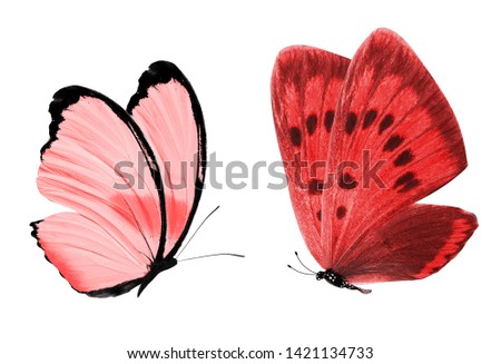  red butterfly. natural insect. isolated on white background