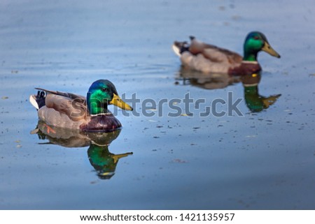 Ducks swimming in the river, pair of male ducks on water, green head and yellow beak, blue water