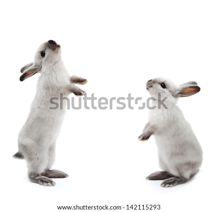 Little rabbits on white
