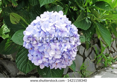 Picture of Hydrangea flower for patio luxury decorative gazebo terrace - image