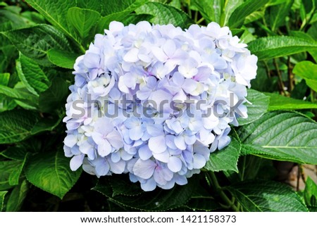 Picture of purple Hydrangea flower for patio luxury decorative gazebo terrace - image