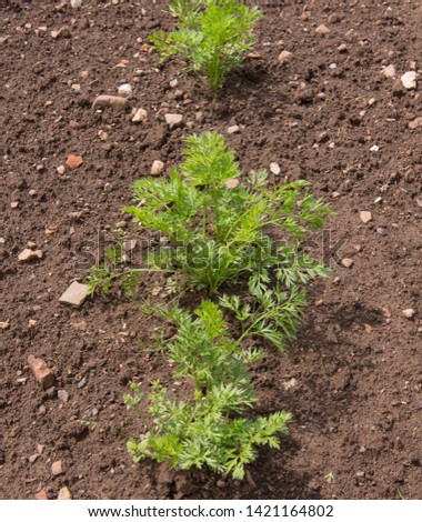 Home Grown Organic Carrots (Daucus carrota subsp. sativus) Growing on an Allotment in a Walled Vegetable Garden in Rural Somerset, England, UK