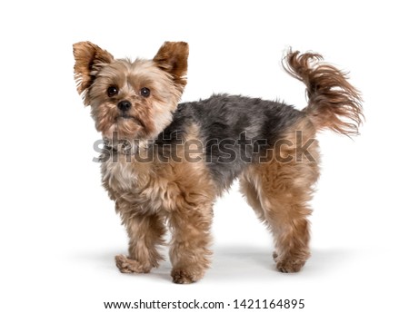 Young Yorkshire Terrier standing against white background
