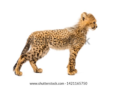 Side view of three months old cheetah cub standing, isolated on white