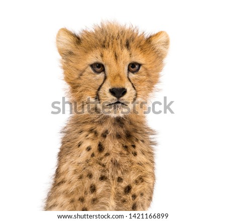 Close-up on a three months old cheetah cubs, isolated on white