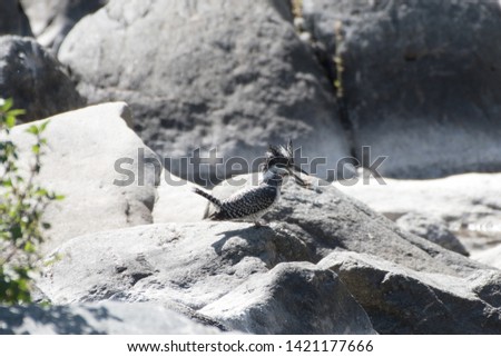 Fight of Pied Kingfisher to know who is the boss, Pied Kingfisher couple fighting