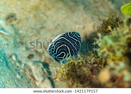 Juvenile emperor angelfish, Pomacanthus imperator, is a species of marine angelfish