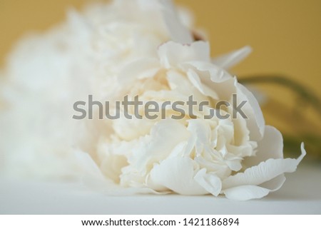Fluffy white peonies flowers on yellow background                           