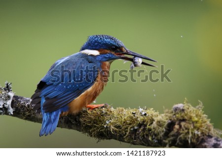 Male kingfisher fishing on branch