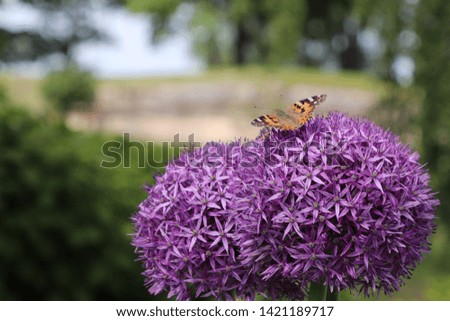 butterfly on a purple onion flower on a sunny day