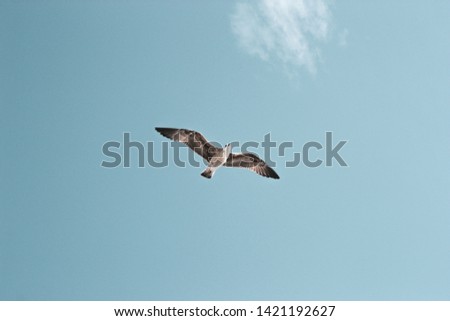 Background of a flying seagull on a sunny summer day with blue skies