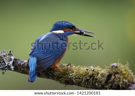 Mle kingfisher fishing from branch