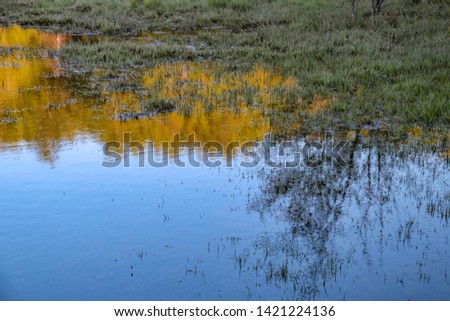 reflections of yellow tree in the lake water at sunset
