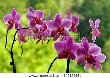 Orchids Royalty-Free Stock Photo #142122841