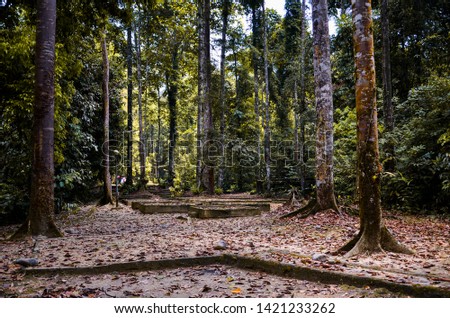 Green nature with light flare inside a jungle.  Asian tropical trees and jungle. 