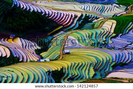 Terraced rice field in Vietnam Royalty-Free Stock Photo #142124857