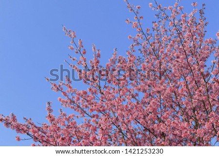 Japanese cherry blossoms blue sky background image