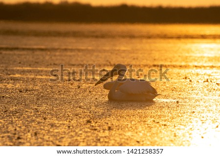 Pelican from Danube Delta at sunrise