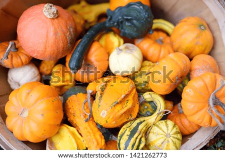 Fresh healthy bio pumpkins on farmer agricultural market at autumn. Healthy food. Pumpkin is traditional vegetable used on American holidays - Halloween and Thanksgiving Day.