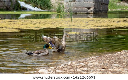 Ducks swim in the creek 