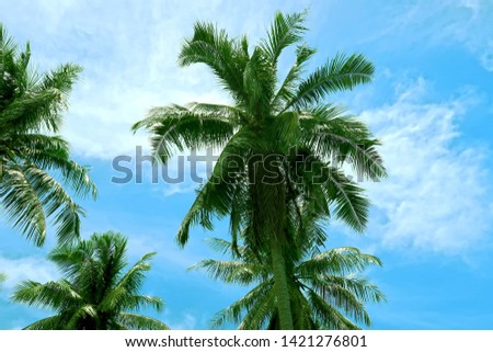 Abstract nature texture of coconut palm trees with green leaves on white clouds blue sky background in tropical summer morning sunlight, vintage style effect, copy space                               