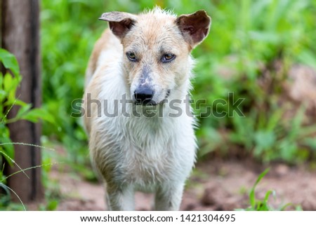 Dog standing wet with rain.Background is blurred,selective focus of dog eyes. 