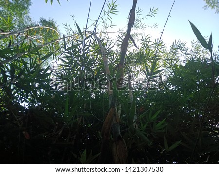 Green bamboo trees that grow together usually live in Asia and become the symbol of the Chinese state