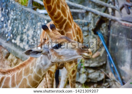 Feeding giraffes in the zoo