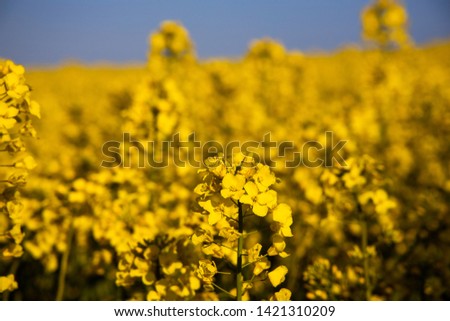 beautiful calm minimalistic yellow spring rape field against a blue cloudless idyllic sky