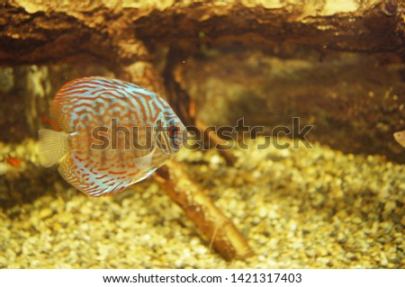 A beautiful fish swims among the sand and snags.  Discus
