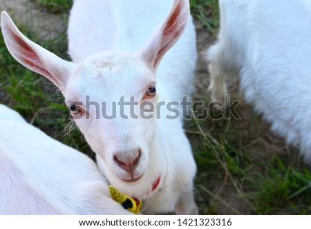Cute domestic goat, muzzle close-up. Farm, agricultural business, background, texture. The Belagro 2019 International Trade Fair in the agrotown of Shchomyslitsa, Belarus, Minsk region.
