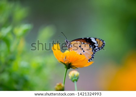 Plain Tiger  butterfly sitting on the flower plant with a nice soft background in its natural habitat
