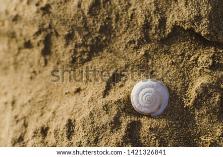Empty snail shell in the sand. Macro shot.
