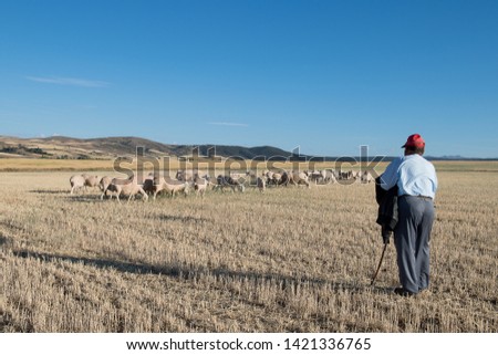 Sheep grazing in fields of mowed wheat with his shepherd and dog
