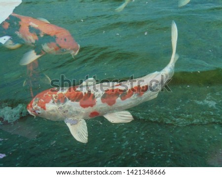 Double exposure picture of fancy carp fishes and the sea.Makes it look strange that the carp is in the sea. Thailand.